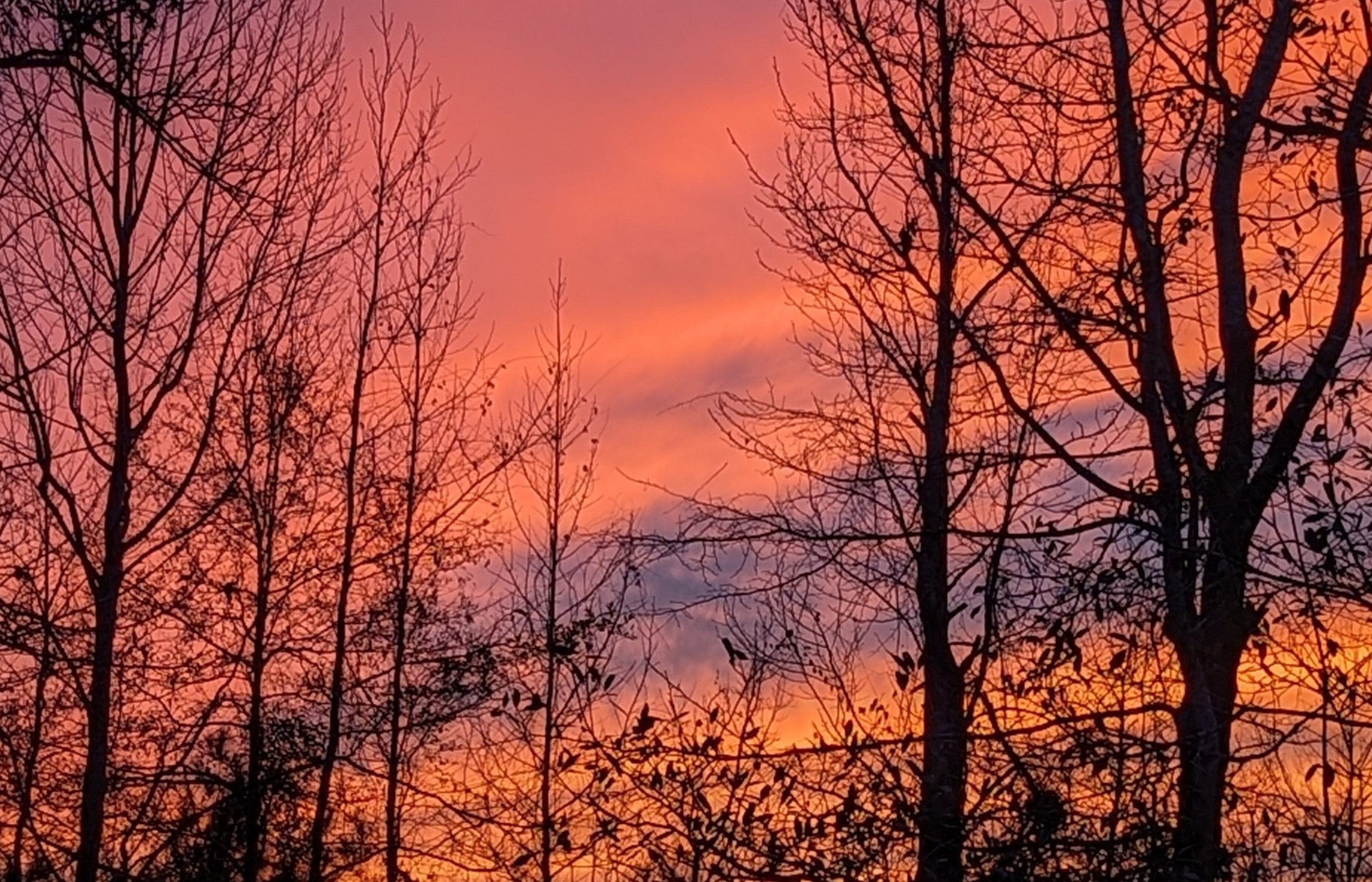 Bright orange clouds at sunset seen through bare winter trees.